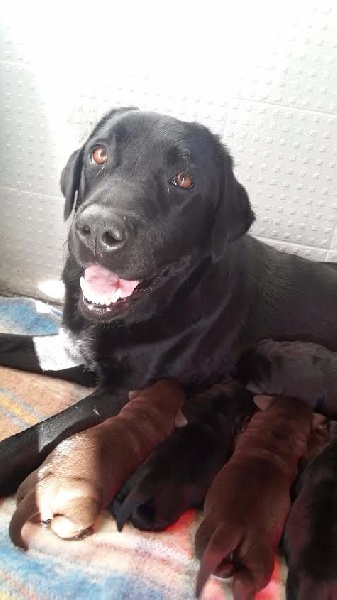 du clos des Emphores - Labrador Retriever - Portée née le 20/10/2016