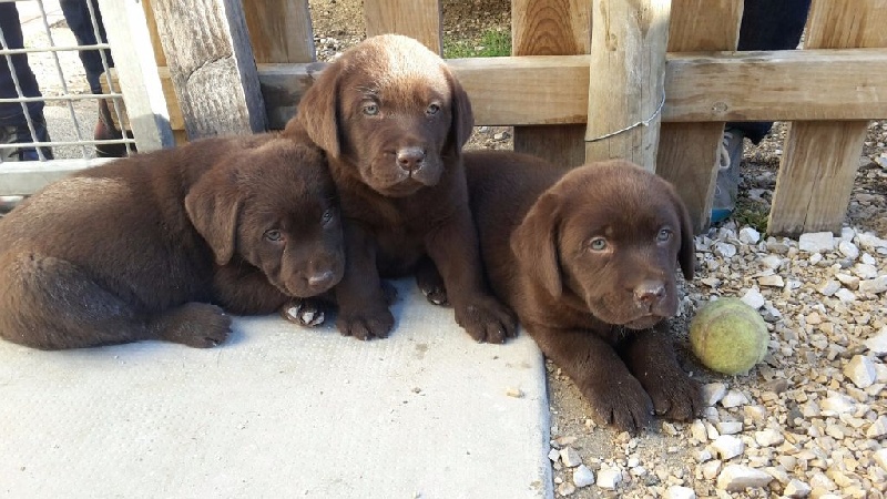 du clos des Emphores - Labrador Retriever - Portée née le 24/02/2016