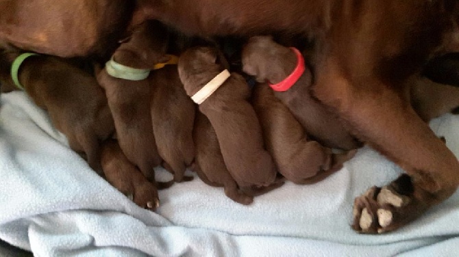 Nos bébés choco sont arriver